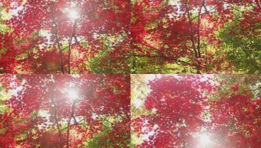 秋季枫叶风景高清在线视频素材下载