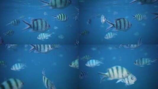水里缓慢游动的小鱼高清在线视频素材下载