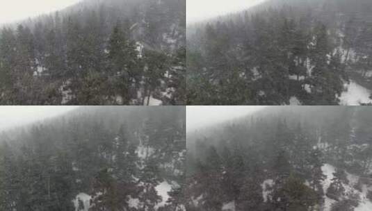 松林上空的暴风雪高清在线视频素材下载