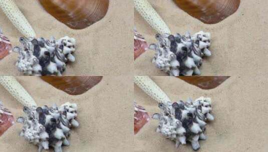 贝壳_牡蛎和沙子上的海星_近距离高清在线视频素材下载