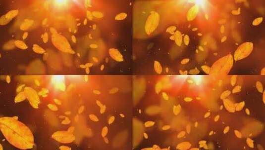 金秋树叶飘落背景视频素材高清在线视频素材下载
