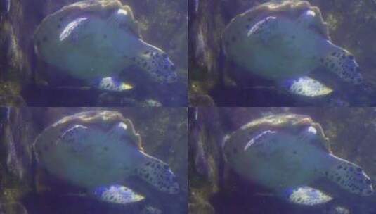 海洋馆大海龟海洋生物高清在线视频素材下载