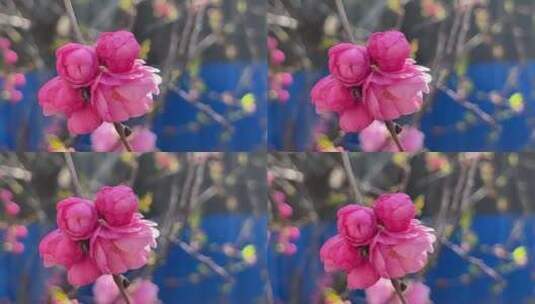 开花鲜艳花朵花蕊花瓣高清在线视频素材下载