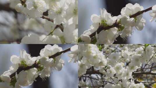 【镜头合集】植物开花鲜花白色桃花花朵高清在线视频素材下载