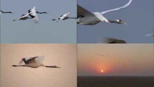 天鹅大雁野生动物跟踪拍摄素材高清在线视频素材下载