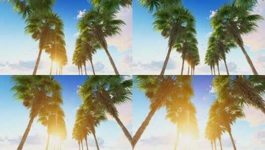 海滩上的一排棕榈树高清在线视频素材下载