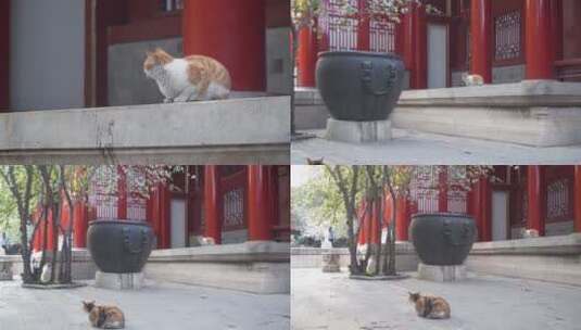 故宫里的御猫高清在线视频素材下载