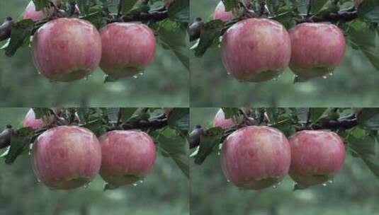 长在树上的红苹果特写高清在线视频素材下载