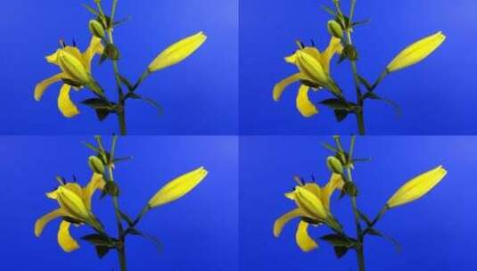 茎上的百合花朵慢慢开放高清在线视频素材下载