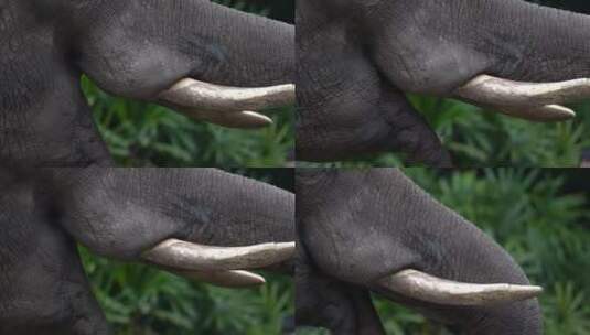 大象吃东西嘴部特写高清在线视频素材下载