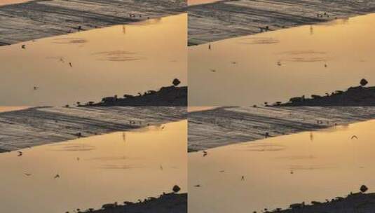 洛阳洛河日出鸟类生态环境航拍高清在线视频素材下载
