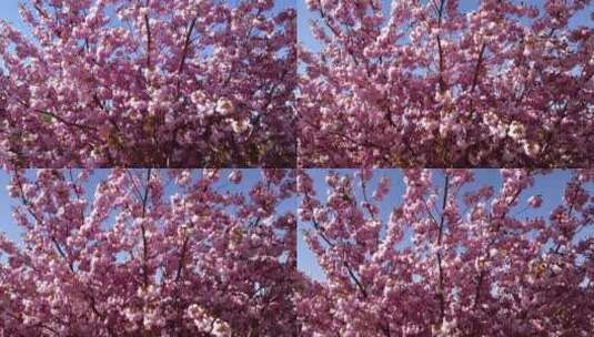 美丽的粉色樱花树高清在线视频素材下载