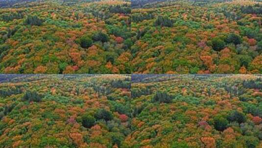 航拍森林秋天景观高清在线视频素材下载