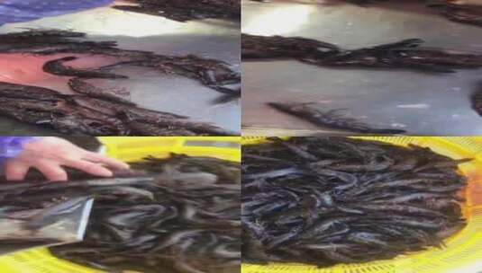 野生海虾黑虎虾实拍高清在线视频素材下载