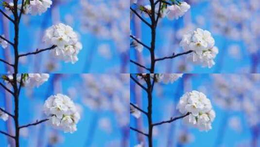 洁白的樱花高清在线视频素材下载