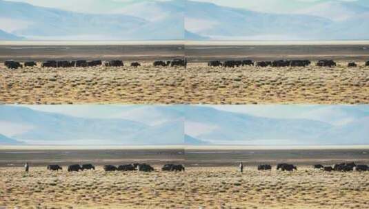 夕阳下的牦牛放牧人 牛群  草原  高原美景高清在线视频素材下载