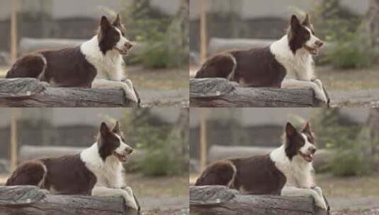 狗坐在木头上高清在线视频素材下载
