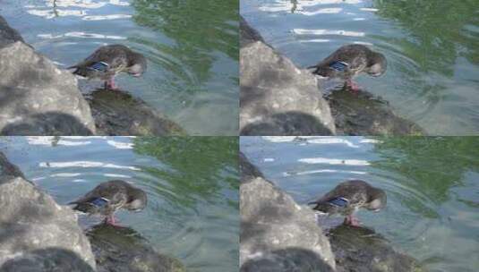 鸭子在湖边清理羽毛高清在线视频素材下载