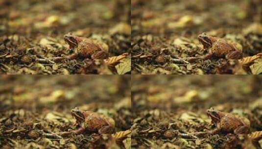 青蛙坐在森林的地上高清在线视频素材下载
