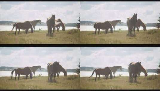 野马在草地上吃草高清在线视频素材下载