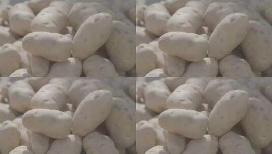 秋菜上市马铃薯特写LOG高清在线视频素材下载