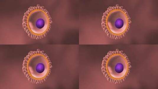 卵子卵细胞精子卵子受精过程高清在线视频素材下载