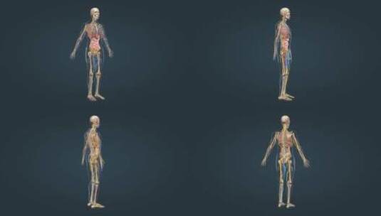 人体骨骼骨架医学动画展示高清在线视频素材下载