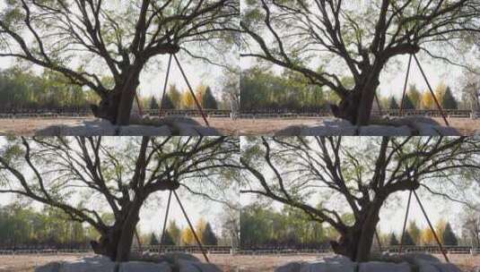 城市里的古树高清在线视频素材下载