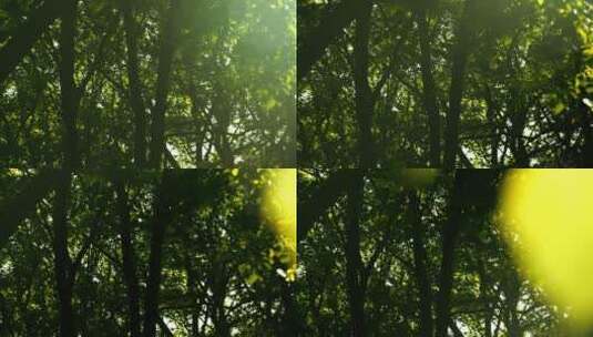 大树林的阳光高清在线视频素材下载