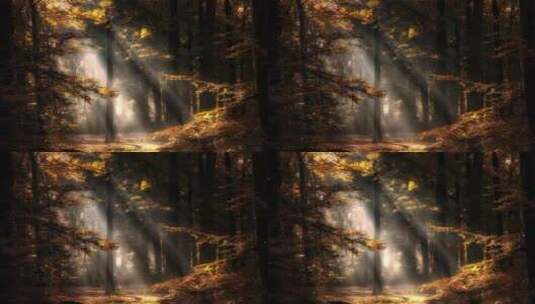特效·液态阳光树林高清在线视频素材下载