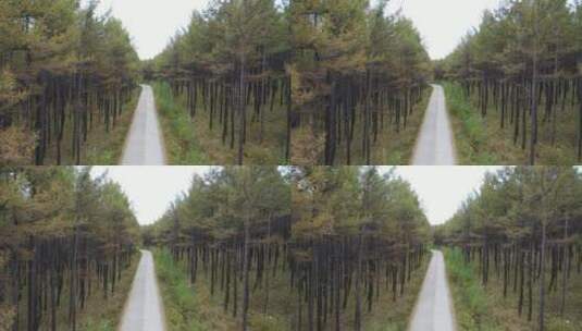 大兴安岭中的林间道道路高清在线视频素材下载