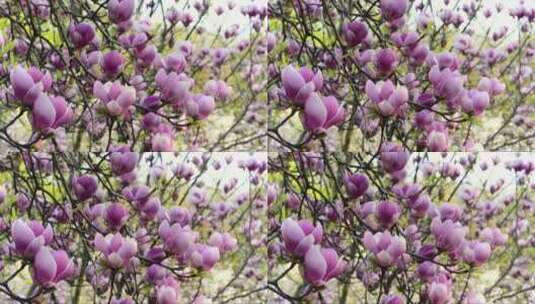 木兰花开在枝头高清在线视频素材下载