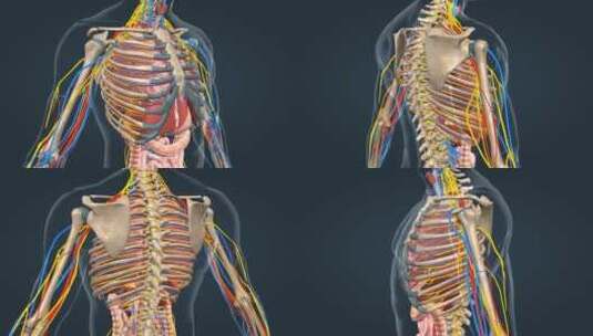 医学人体三维骨骼动画运动系统人骨骨架高清在线视频素材下载