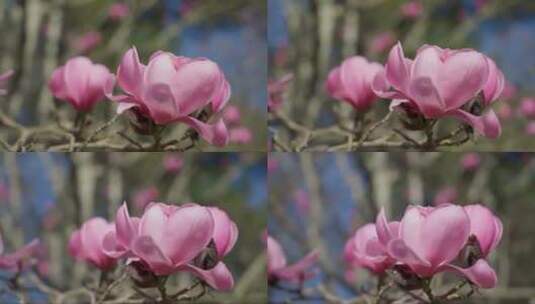 盛开的粉红色花朵高清在线视频素材下载