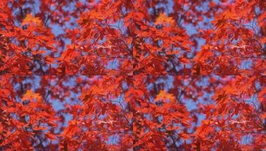 秋天的红枫树叶高清在线视频素材下载