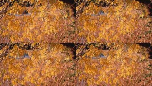 自然唯美黄色枫叶秋天风景实拍高清在线视频素材下载