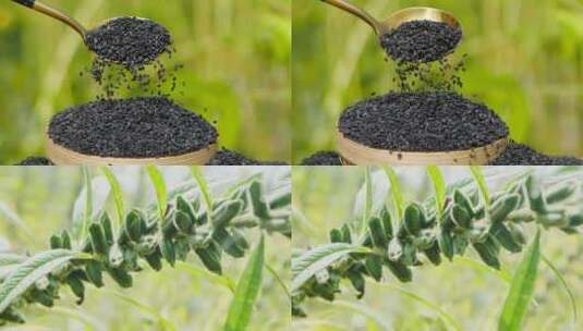 芝麻种植高清在线视频素材下载