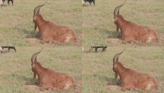 一只山羊趴在草地上休息高清在线视频素材下载