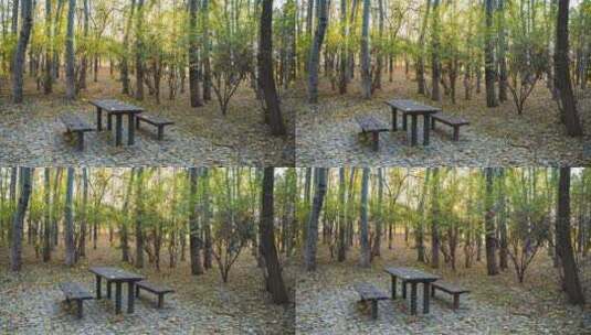 秋天树林木桌落叶立冬延时落日画面推进高清在线视频素材下载