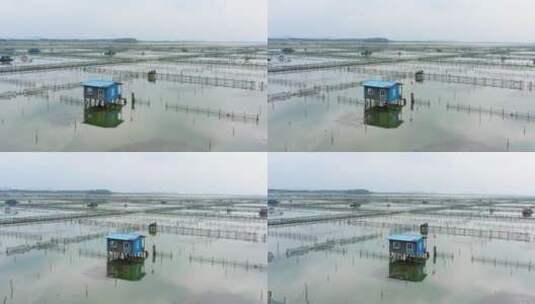 苏州阳澄湖大闸蟹养殖基地高清在线视频素材下载