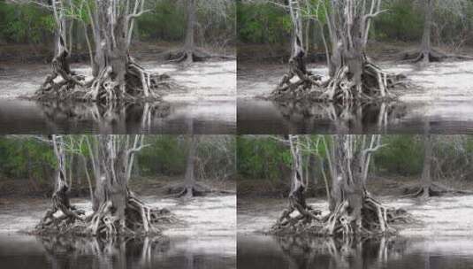 沼泽里的枯木高清在线视频素材下载
