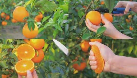红美人柑橘采摘 爱媛橙种植园高清在线视频素材下载