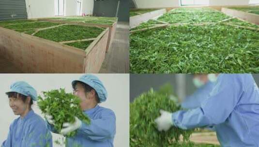 茶叶厂新鲜采摘的茶叶摊青炒茶制作流程高清在线视频素材下载