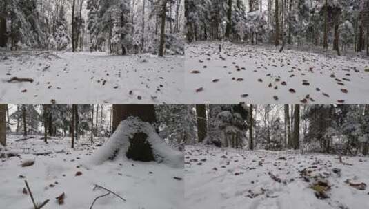 撒所在冬天森林积雪上的黄色树叶高清在线视频素材下载
