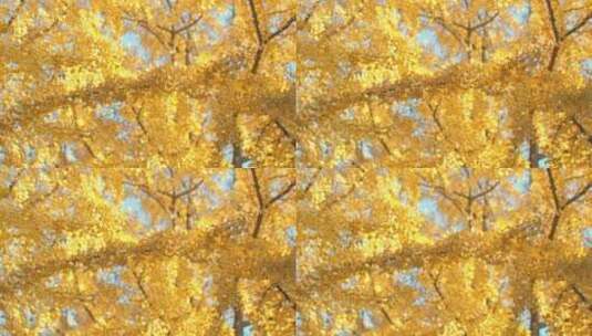 成都市树仰视秋天的银杏叶高清在线视频素材下载