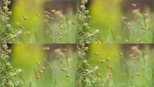 成群蜜蜂在春天田野里飞舞慢镜头唯美昆虫高清在线视频素材下载