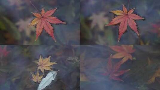 九溪烟树河流漂浮树叶高清在线视频素材下载