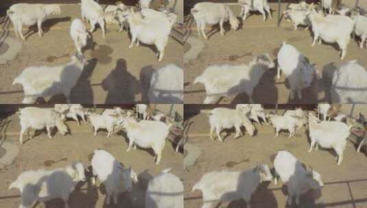 羊圈原生态养殖高清在线视频素材下载