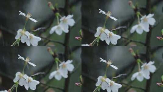 春天春雨樱花唯美升格空镜高清在线视频素材下载