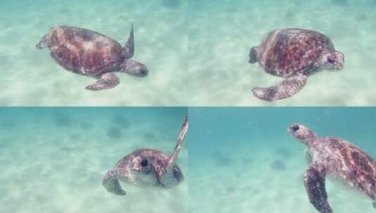 水摄游泳的海龟高清在线视频素材下载